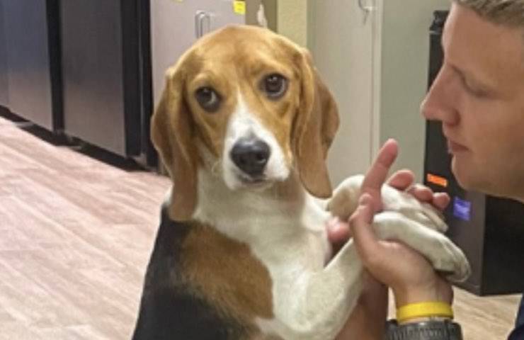 Capitano cane adozione speciale