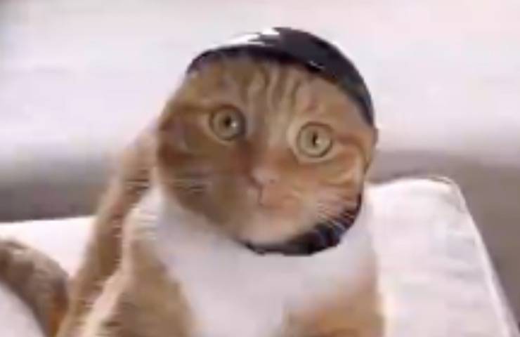 Ginger gatto convince bicicletta