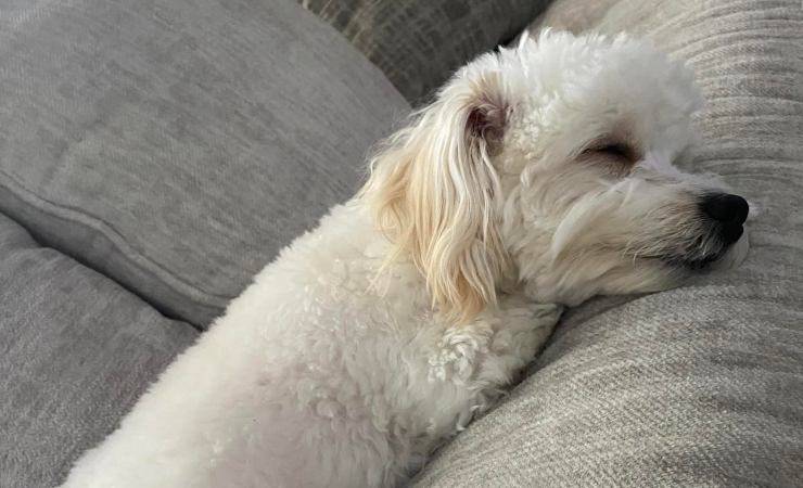 cane scambiato