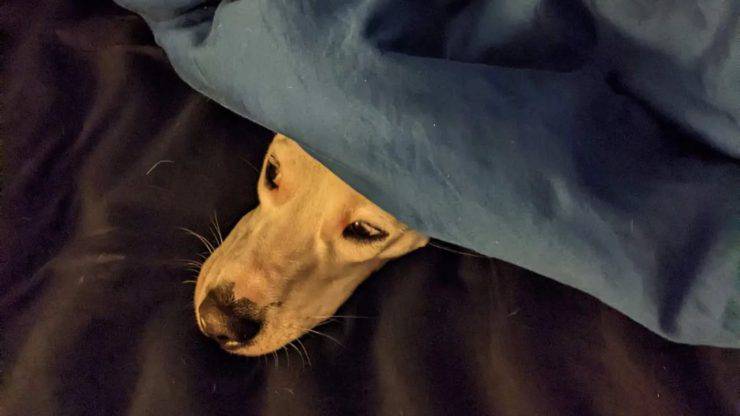 cane salvato dalla strada