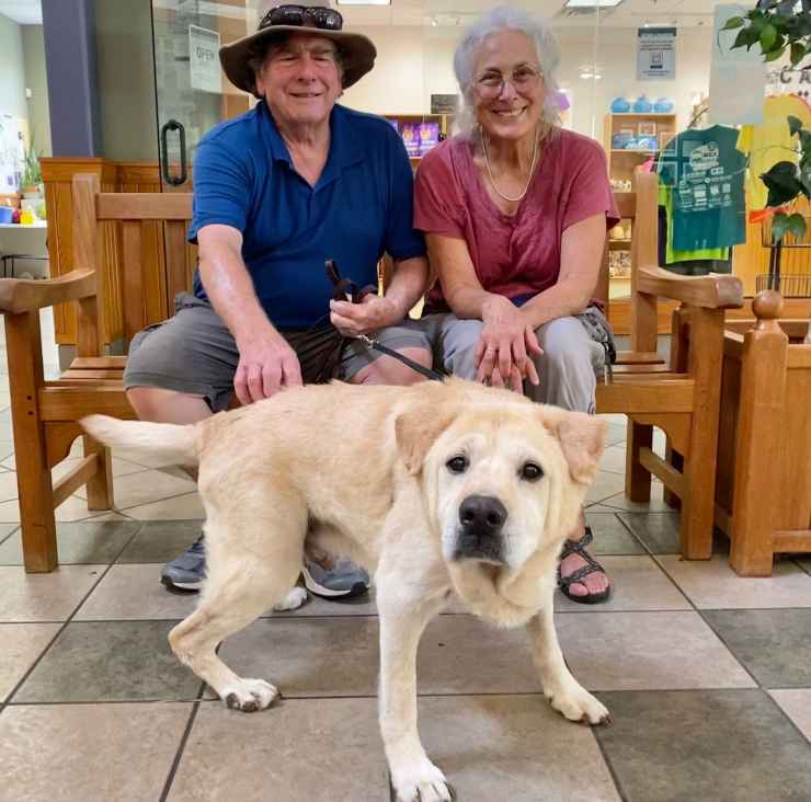 cane anziano abbandonato