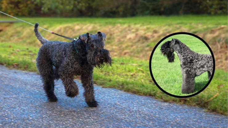Adottare un Kerry blue Terrier