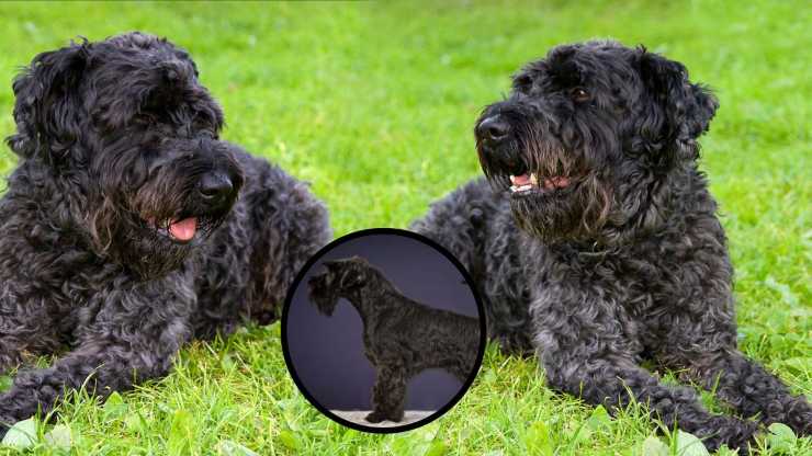 Con chi va d'accordo un Kerry blue Terrier Razze compatibili col Kerry blue Terrier