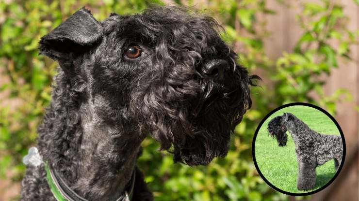 Cura del pelo del Kerry blue Terrier