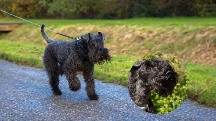 Cosa si sa sul Kerry blue Terrier Curiosità sul Kerry blue Terrier