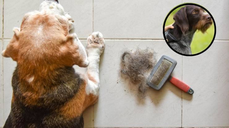Come spazzolare un cane dal pelo lungo