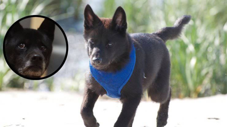 Cosa c'è da sapere sul cane Kai Curiosità sul cane Kai