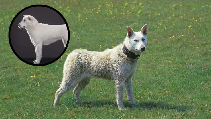 Perché avere un Kishu come animale domestico Adottare un Kishu