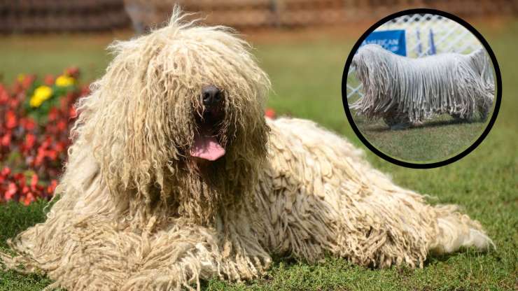 Di cosa si ammala spesso un Komondor Malattie più comuni del Komondor
