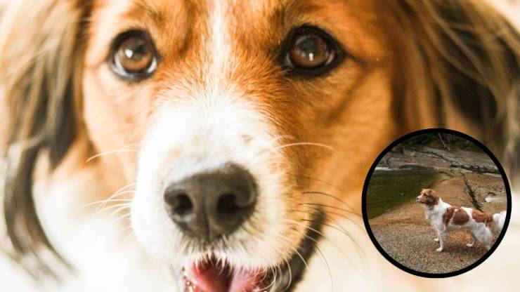 Adottare un Kooikerhondje