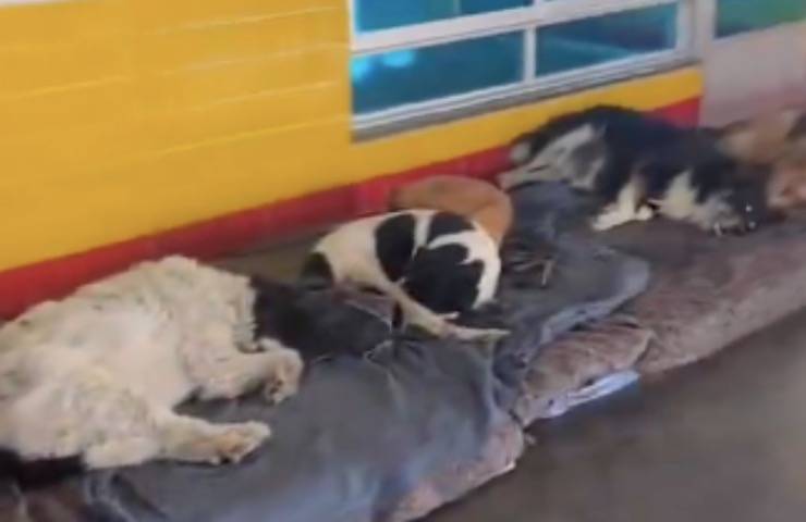cani strada adottati benzinaio