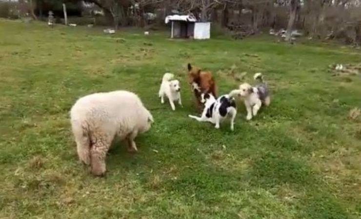 pecora imita cane