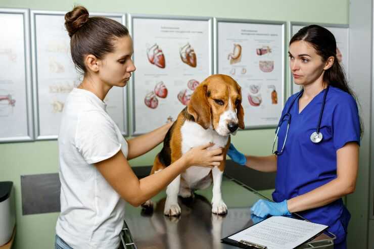 Beagle a visita da una veterinaria I cani possono donare gli organi?