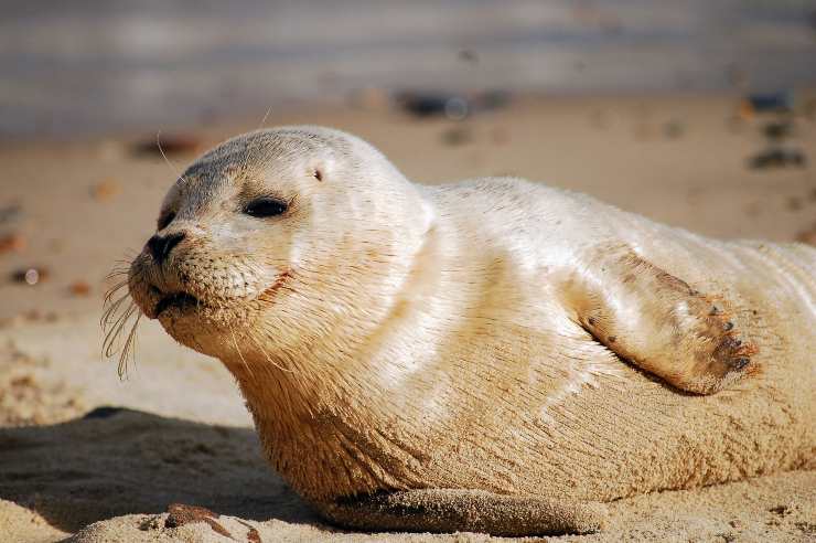 Perché la foca monaca è in via di estinzione Perché la foca monaca è in via di estinzione