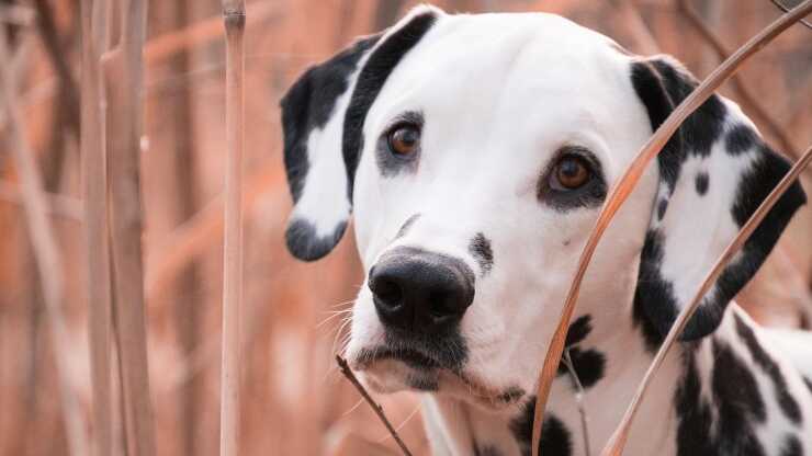Perché dalmata macchie