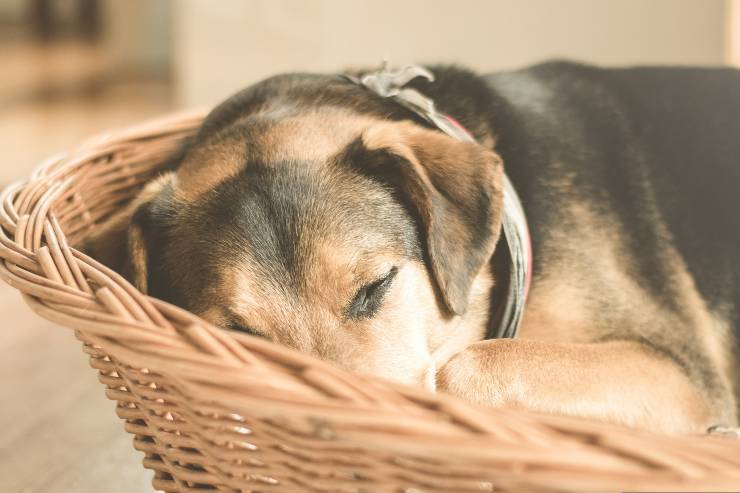 Fido dorme nella cesta