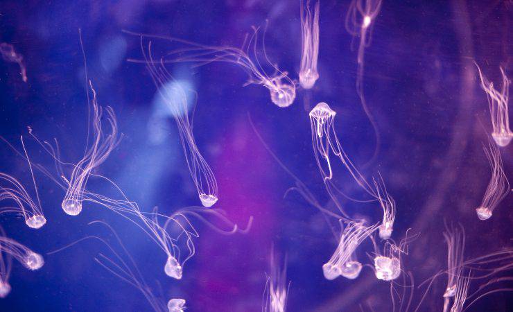 meduse