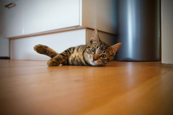 Il gatto si stiracchia sul pavimento