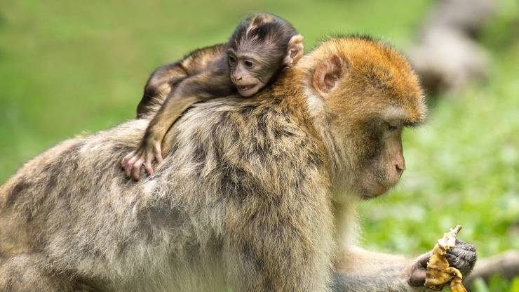 Macaco 