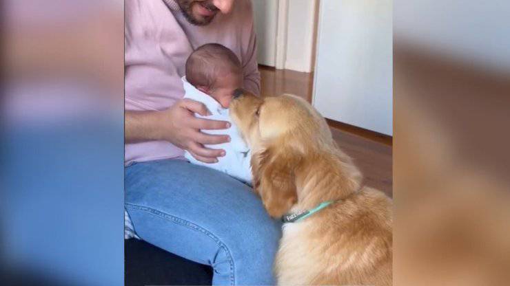 cane annusa neonato prima volta