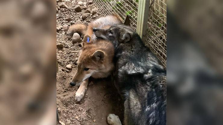 cucciolo coyote confuso pastore tedesco abbandonato