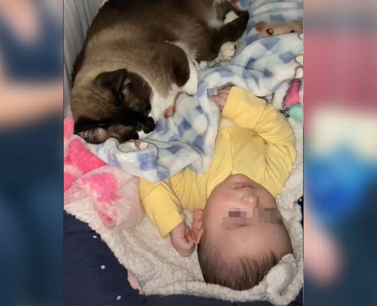 micio riposino accanto bambino culla