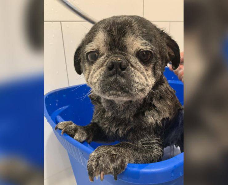 minaccia lasciare cane chiuso auto