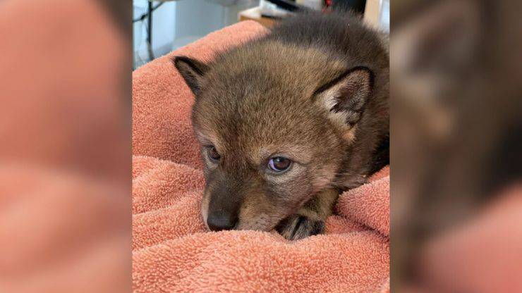 cucciolo coyote scambiato cane abbandonato