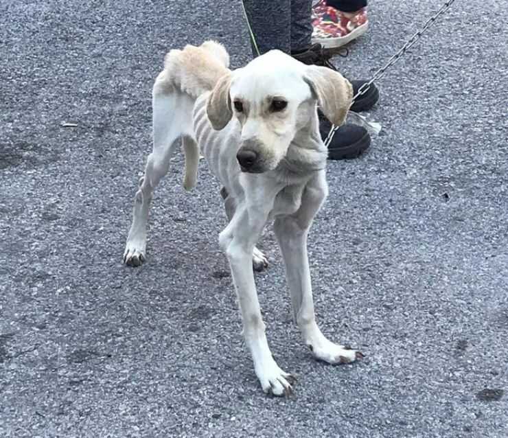 Cane malnutrito trovato nei boschi del savonese