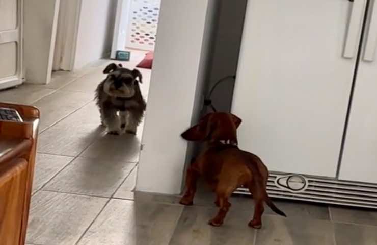 Cagnolini nascondino