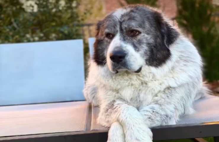 Cane avventura