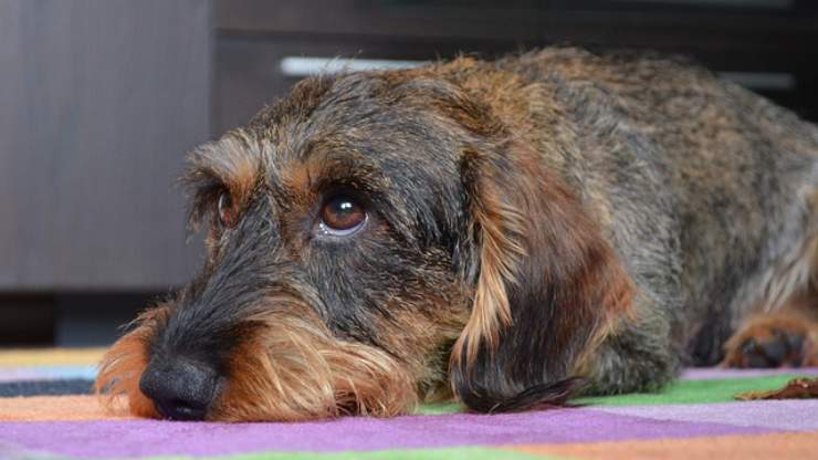 cane