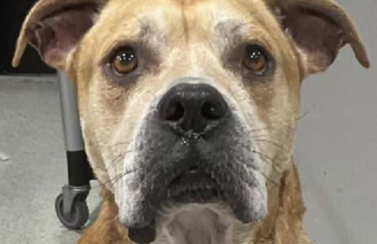 cane chubby torna casa