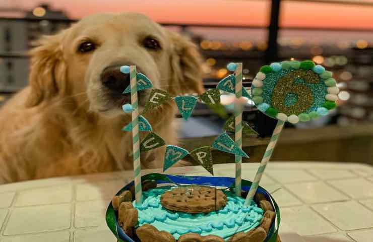 Fausto cane