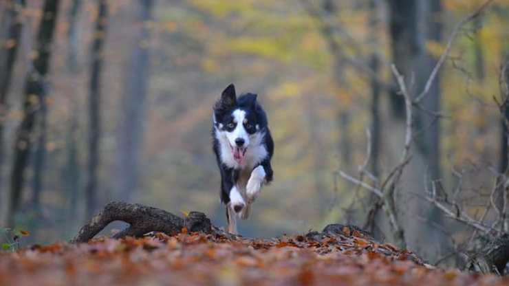 cane corre