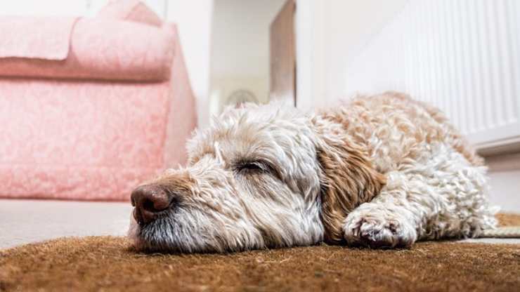cane dorme
