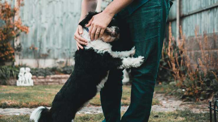cane e uomo