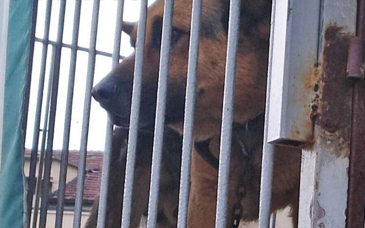 Cane incatenato e relegato sotto il sole