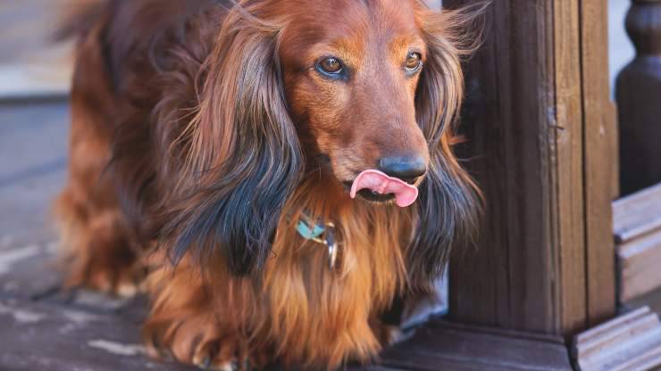 carenza di tirosina nel cane