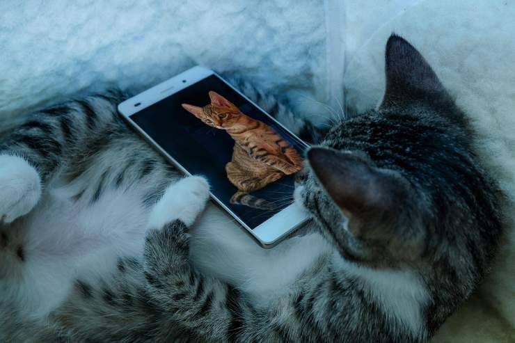 Il felino e l'uso del telefono