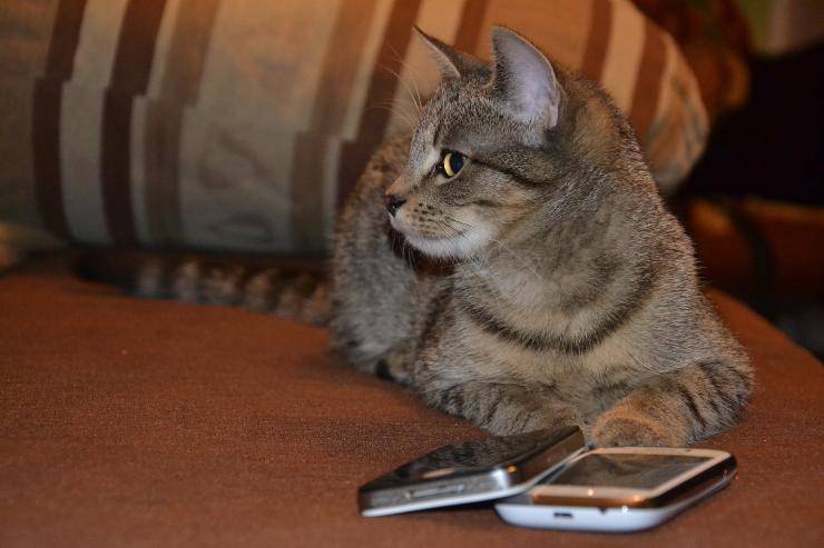 Gli effetti del cellulare sul gatto