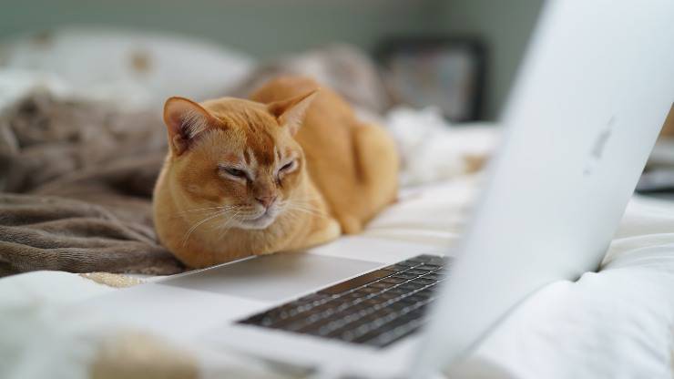 Gatto osserva il computer