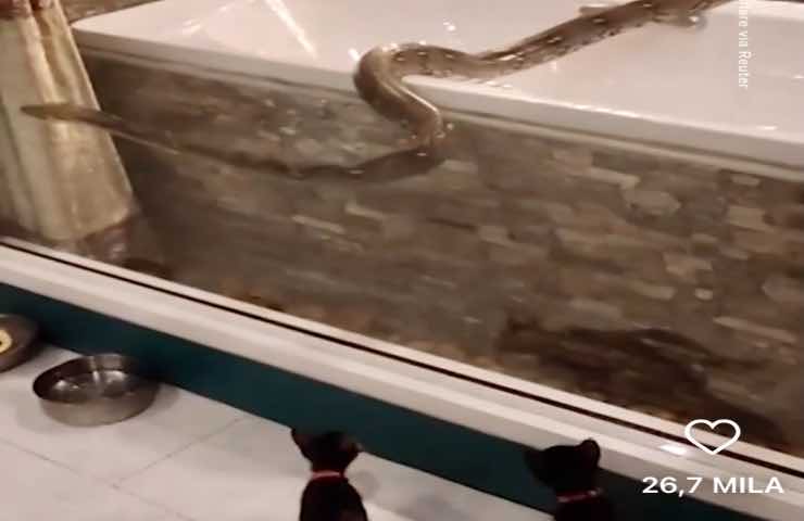 Gattini cobra