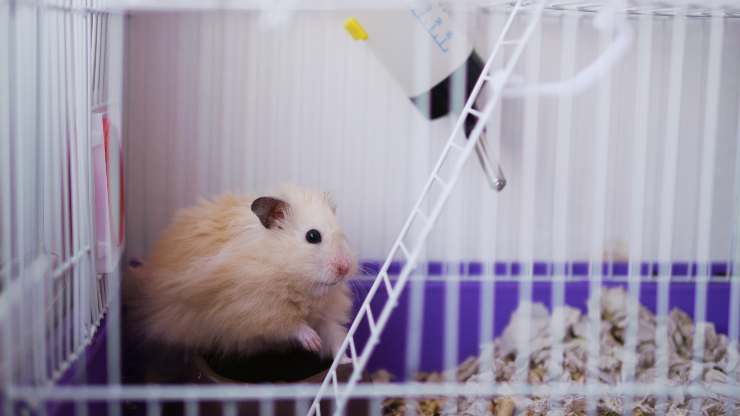 coda bagnata nel criceto