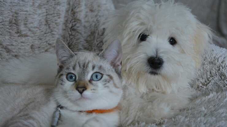 Cane gatto padrone carattere