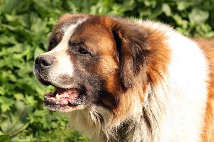Cane curioso fuori casa