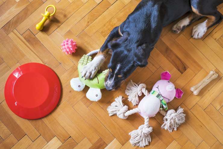 Il comportamento del cane