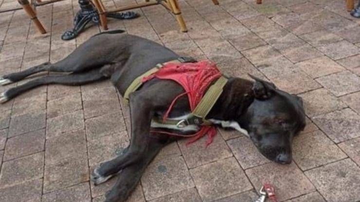 Dub cane disperso