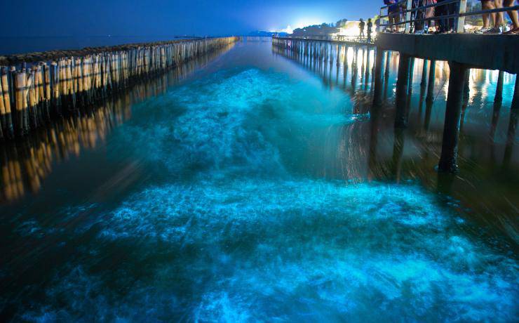 fosforescenza in mare