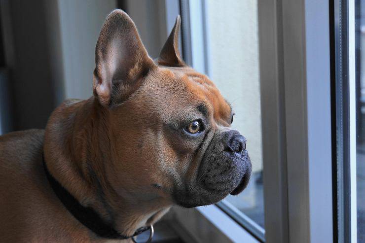 Cagnolino alla finestra